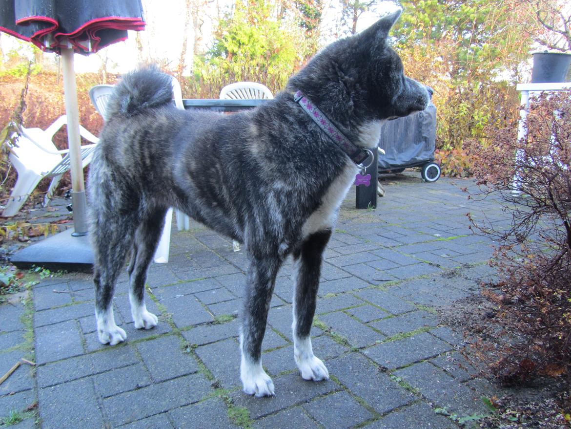 Akita inu Haku go billede 5