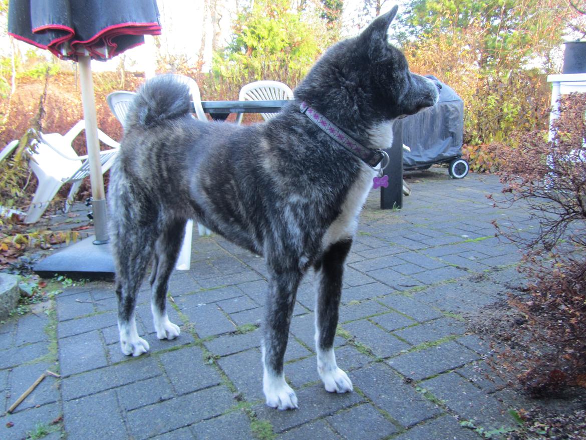 Akita inu Haku go billede 4