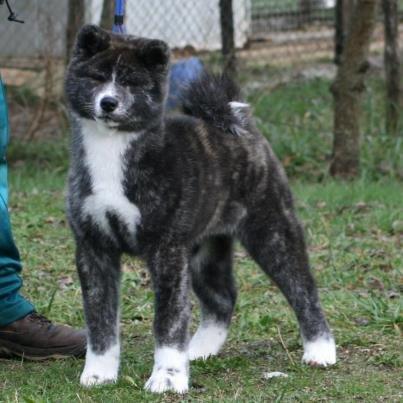 Akita inu Haku go - haku Go 4½ mdr - da jeg hentede hende i Italien billede 1