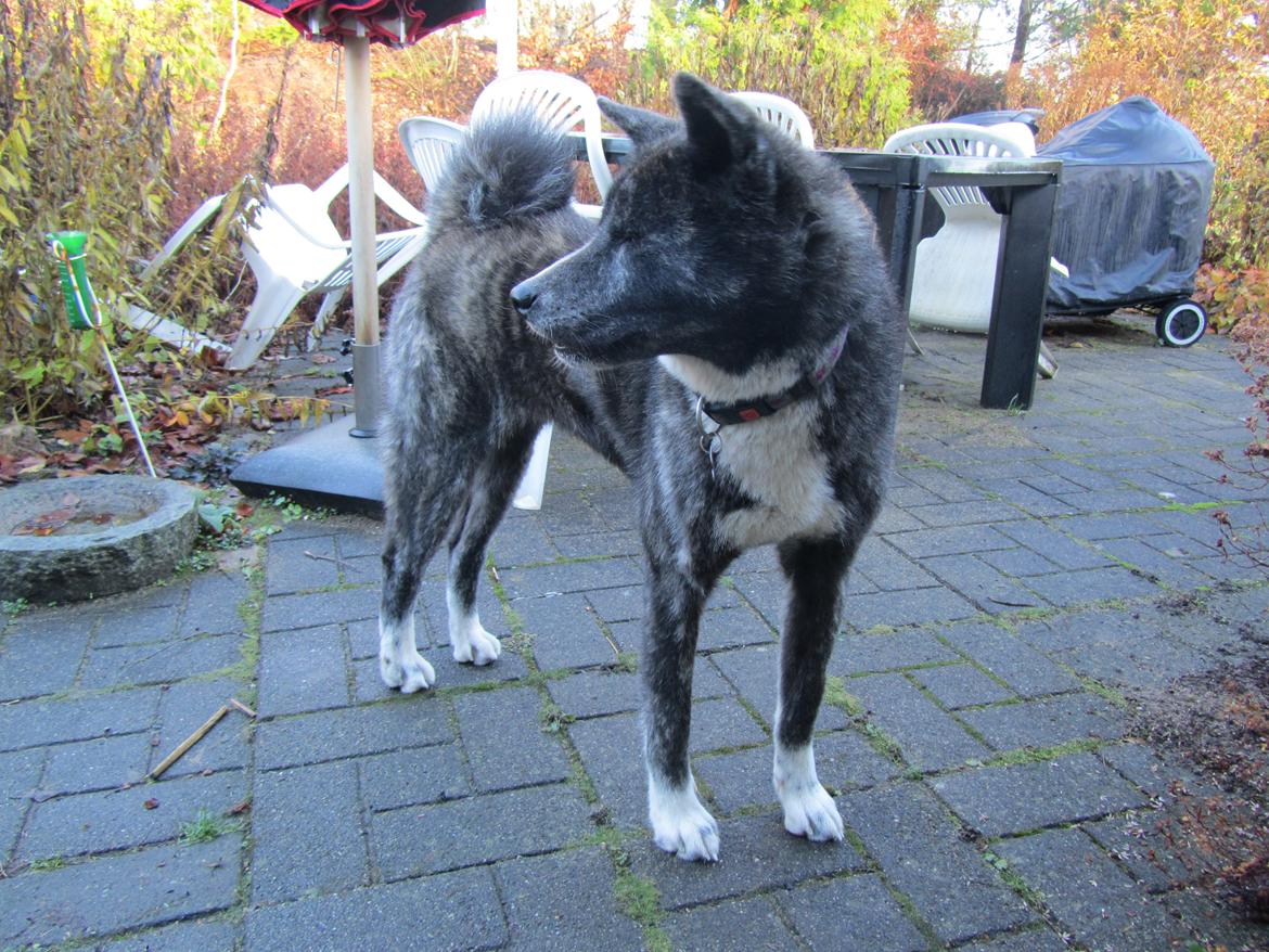 Akita inu Haku go billede 7