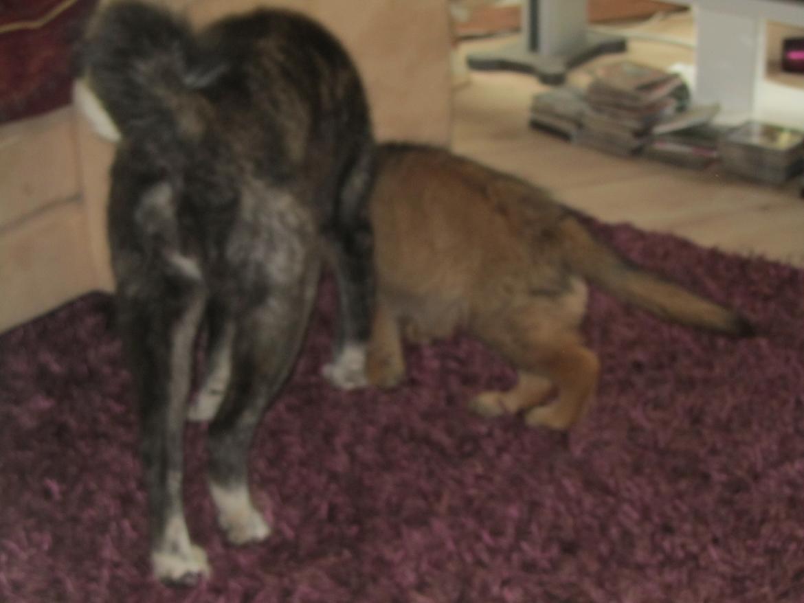 Akita inu Haku go billede 11