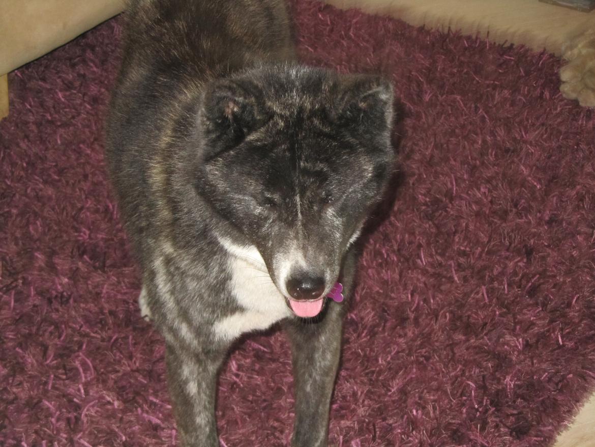 Akita inu Haku go billede 10