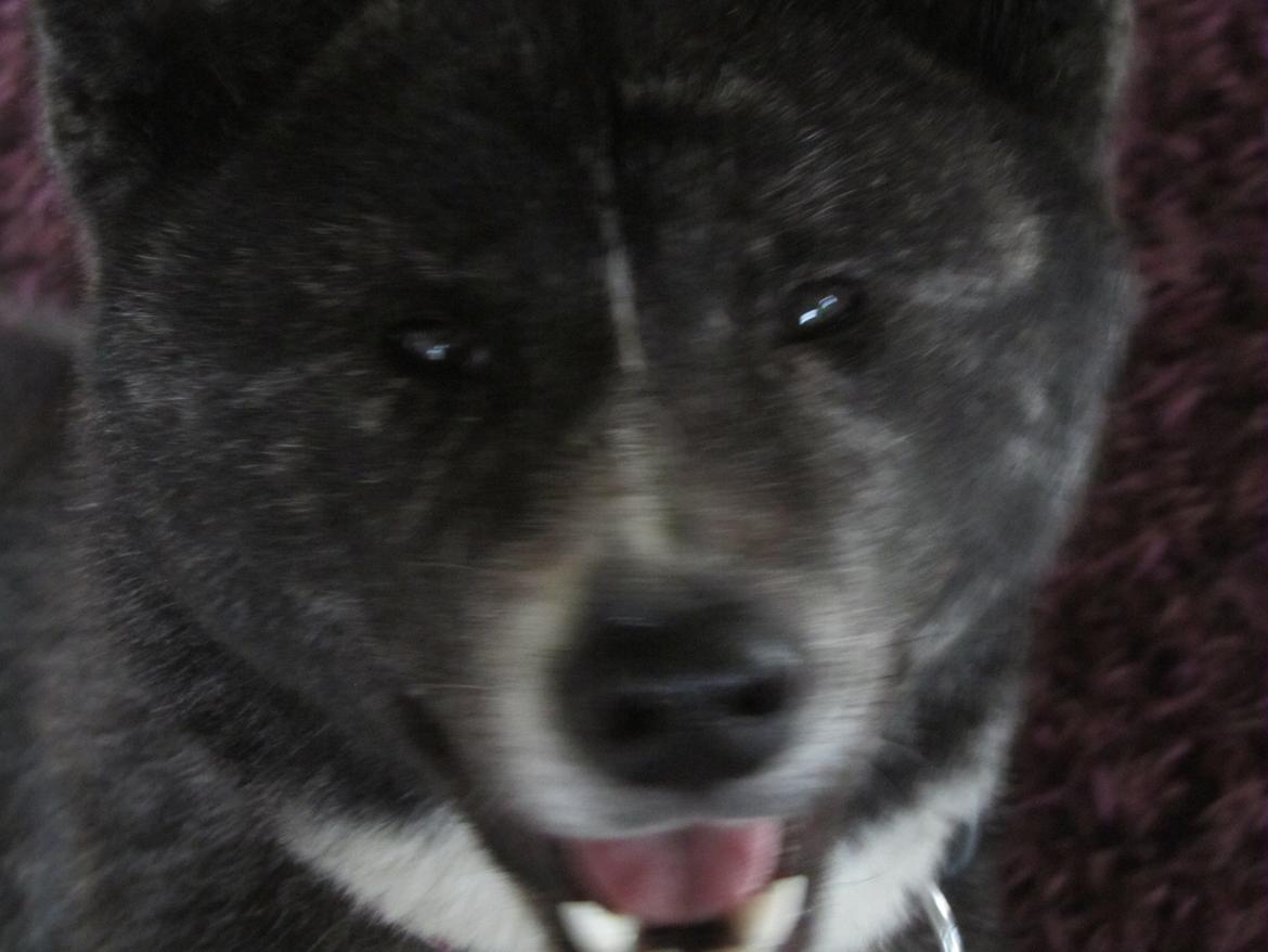 Akita inu Haku go billede 9