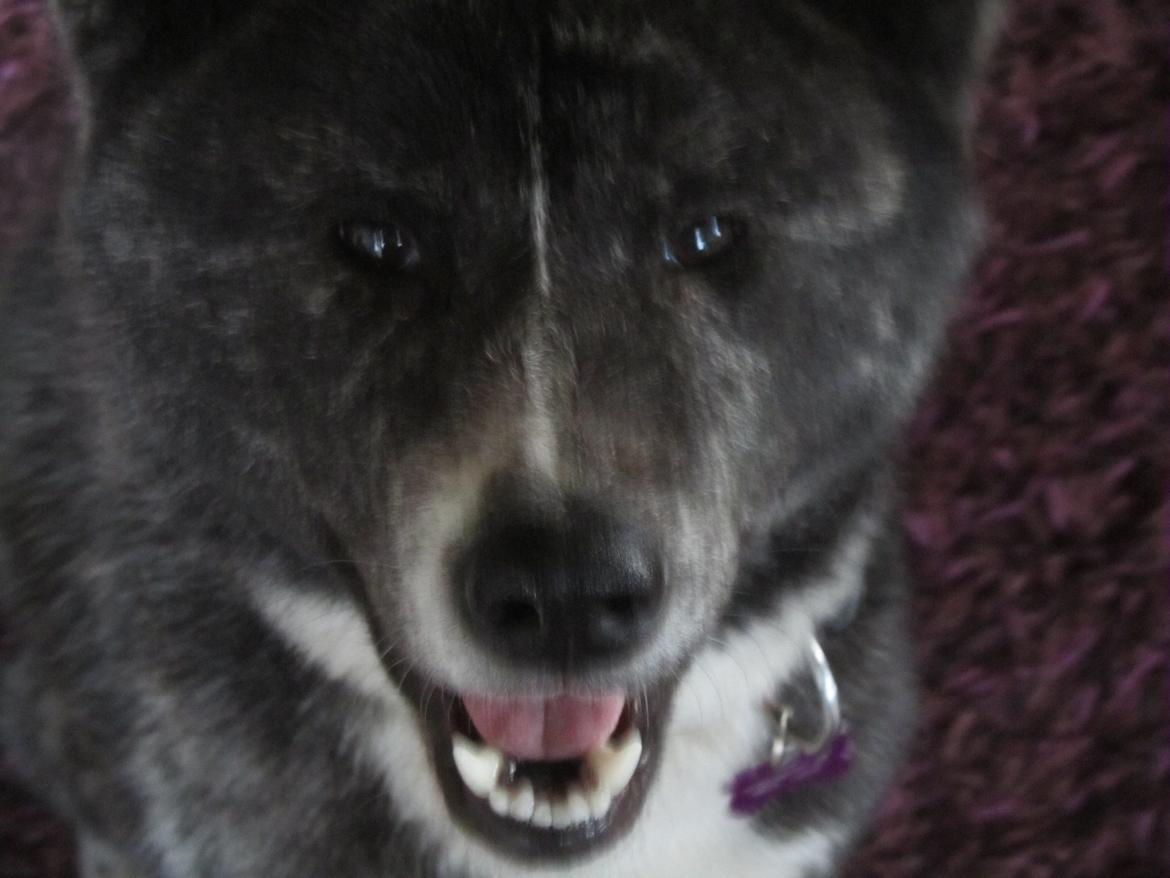 Akita inu Haku go - Lidt mere fylde og selvbevidsthed - her 12 mdr billede 8