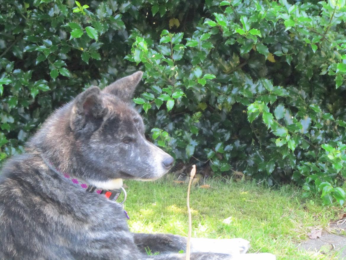 Akita inu Haku go - Så er der ved at komme lidt mere ro på - nu er hun 14 mdr billede 12