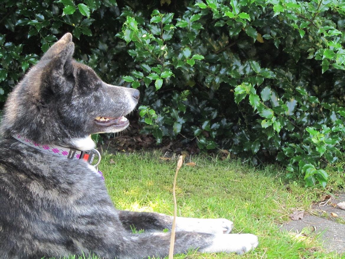 Akita inu Haku go billede 13