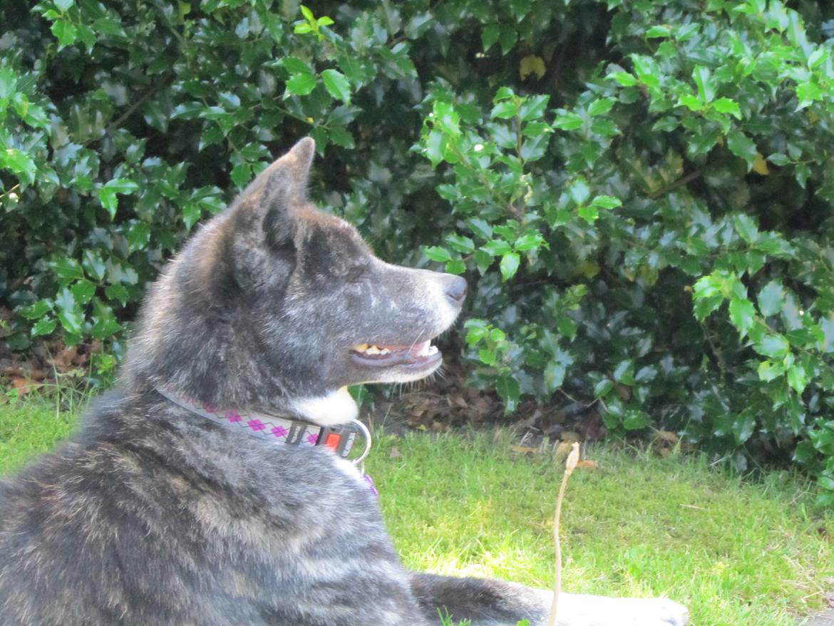 Akita inu Haku go billede 14