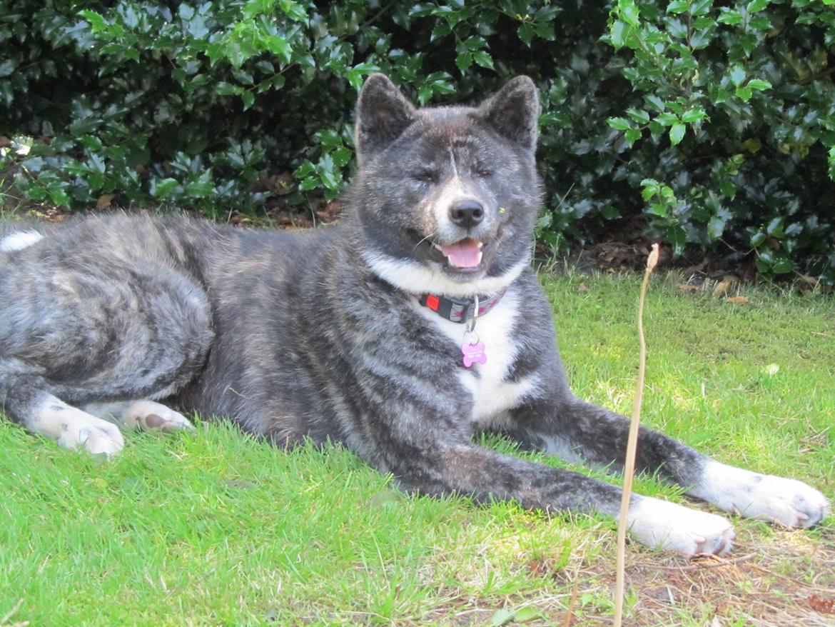 Akita inu Haku go billede 15