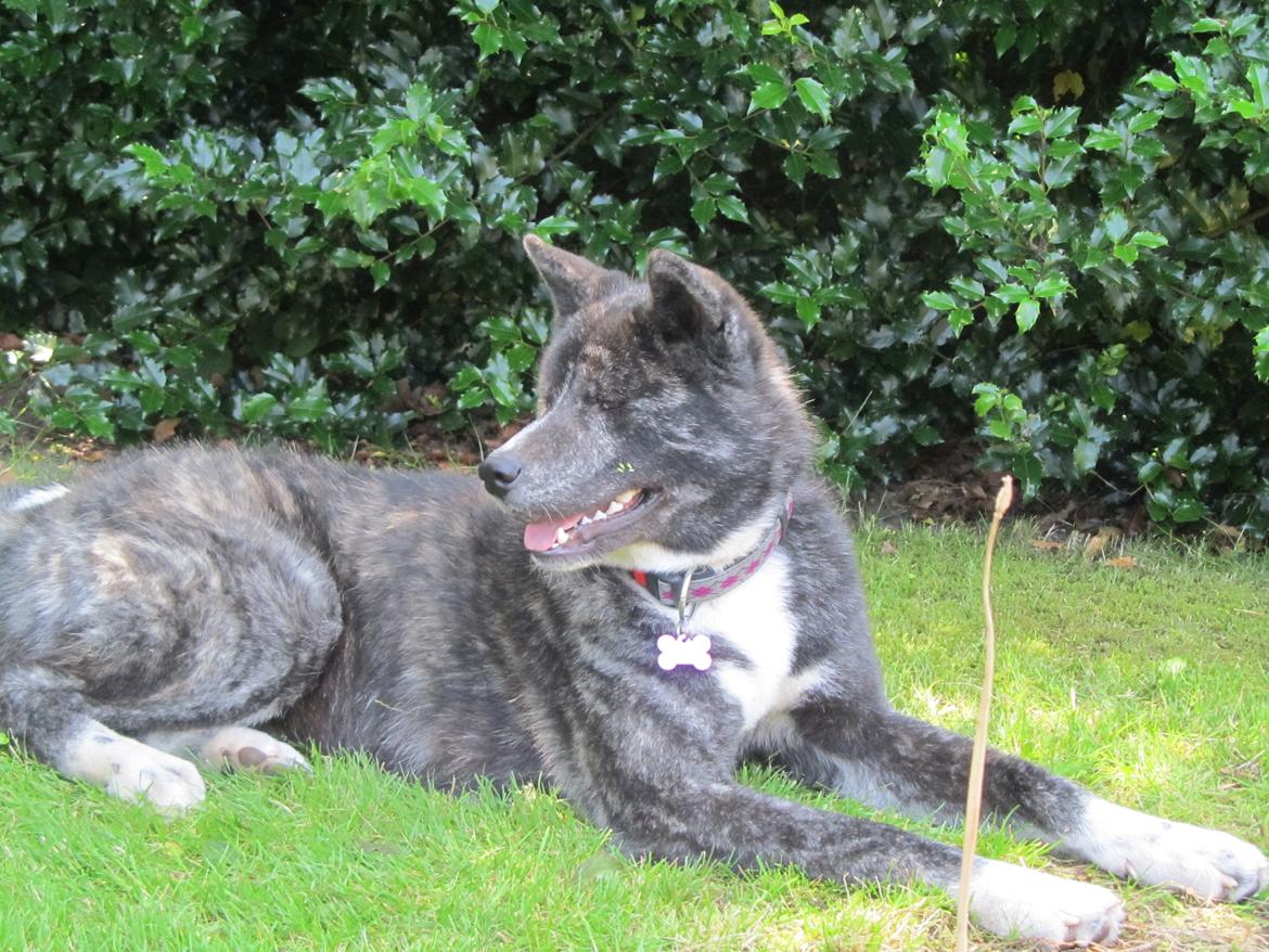 Akita inu Haku go billede 16