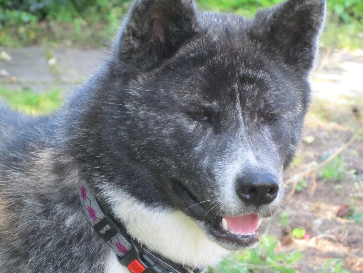 Akita inu Haku go billede 17