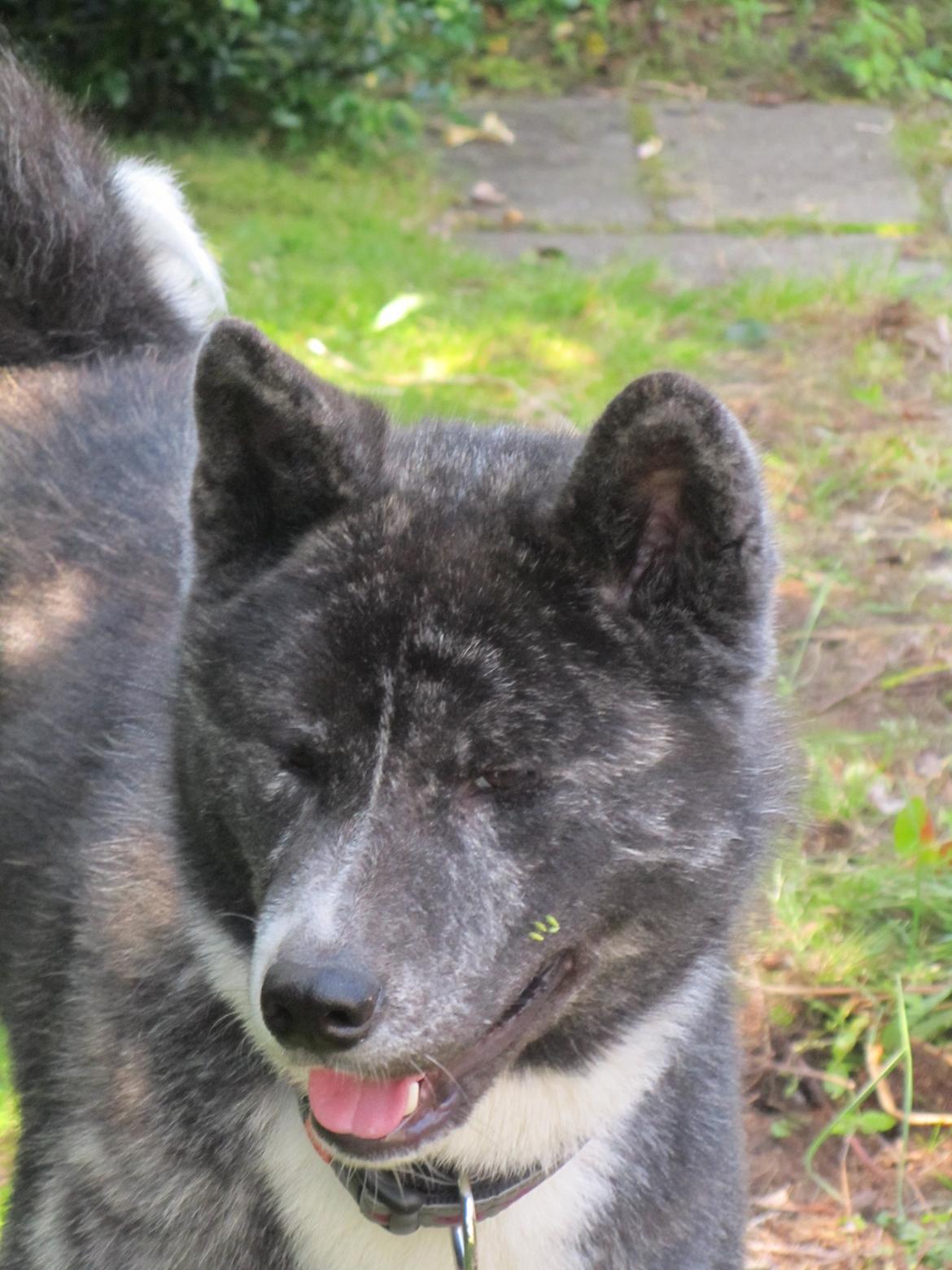 Akita inu Haku go billede 18