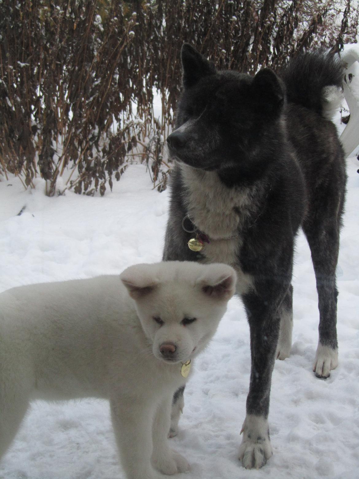 Akita inu Haku go - Og 16 mdr er nu rundet og lillebror er kommet hjem fra Belgien - og haku har taget imod ham på dejligste storesøster vis..  billede 19