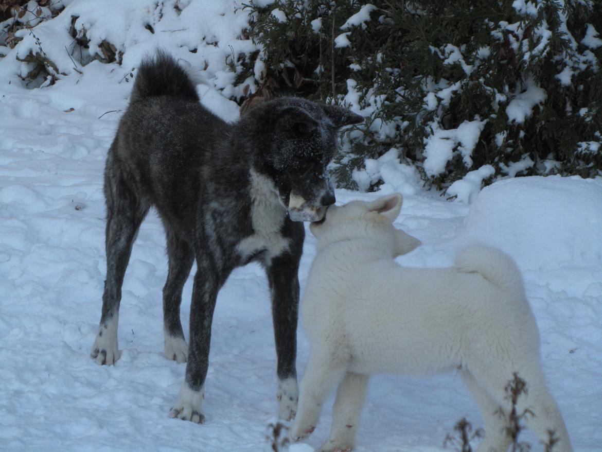 Akita inu Haku go - sne og hygge billede 20
