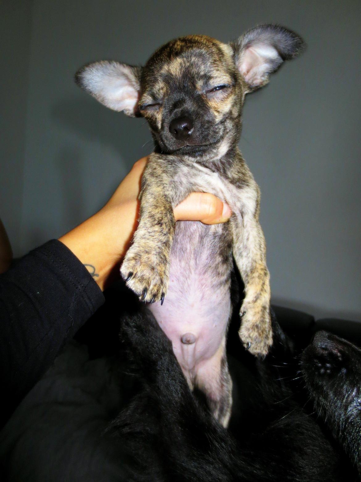 Chihuahua Kenai billede 16