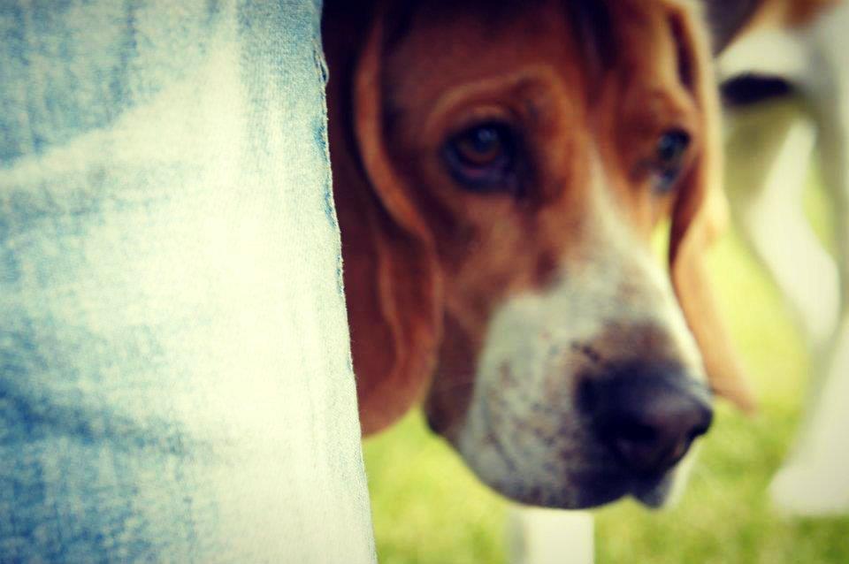 Beagle Basil - Min Smukke hund oppe på trampolinen<33:-* billede 1