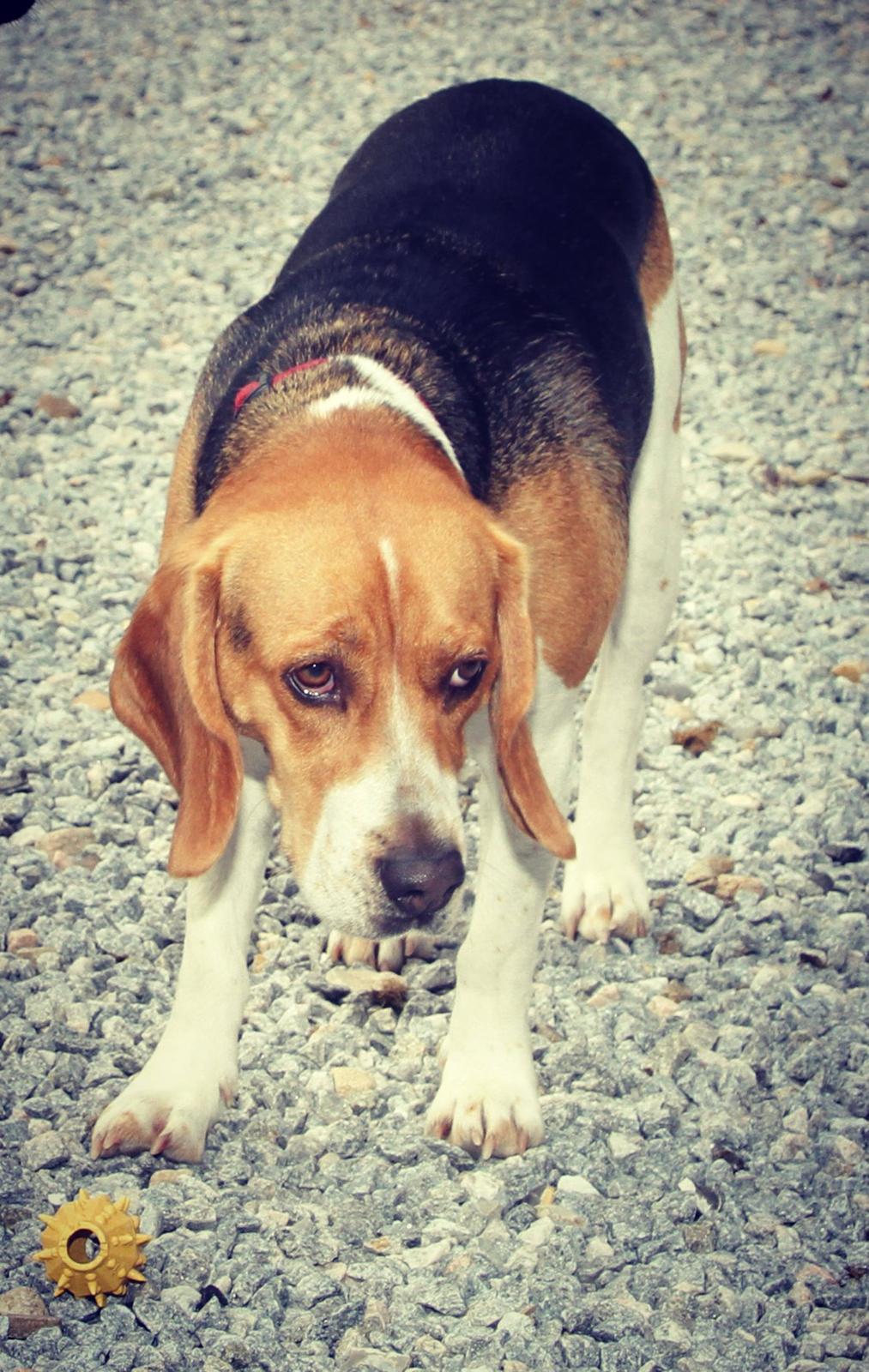 Beagle Basil - Har du grædt lille hund.<33:-(:-* billede 4