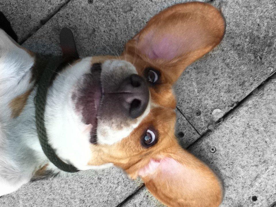 Beagle Basil - AHAHA   
Basil der ligger på rygen<33 billede 5
