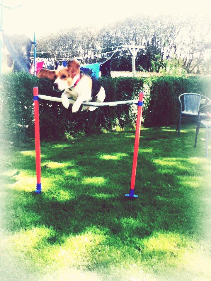 Beagle Basil - Bassen der springer 90cm<33 billede 6
