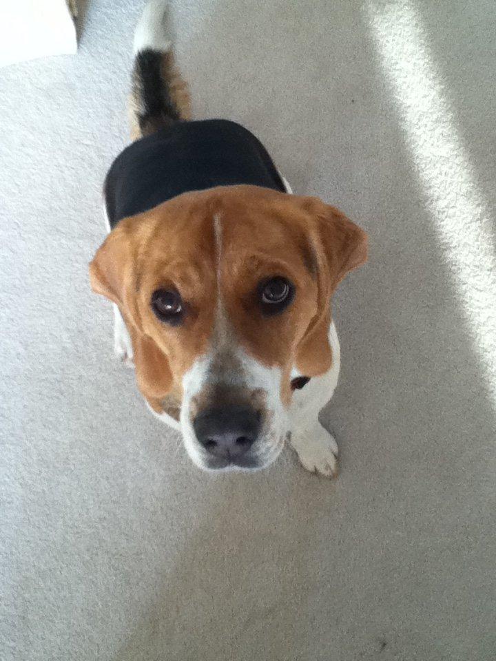 Beagle Basil billede 7