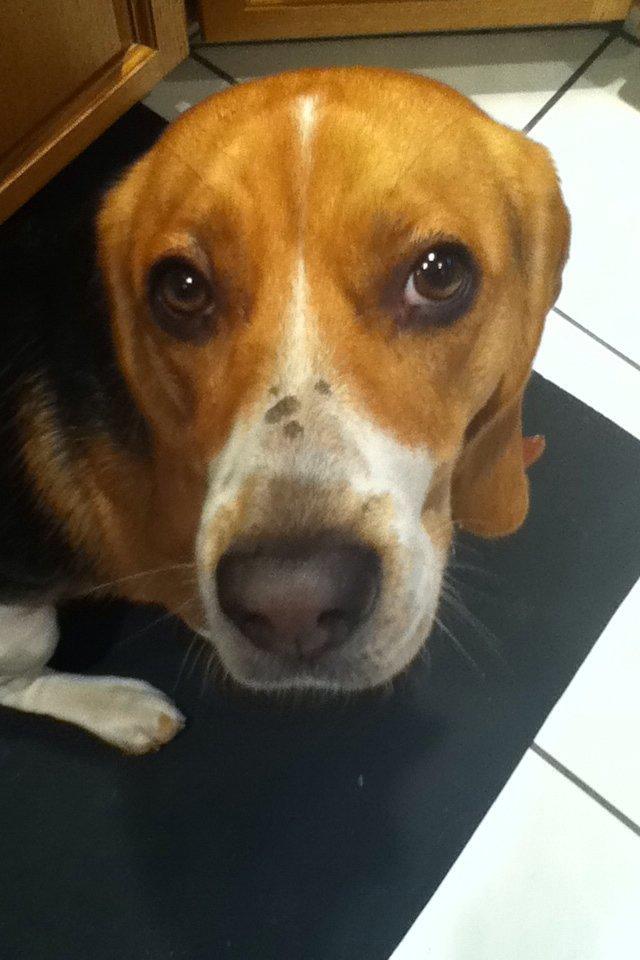 Beagle Basil - Mig.. Nej da..  Jeg har ikke spist kagen...<33 billede 8