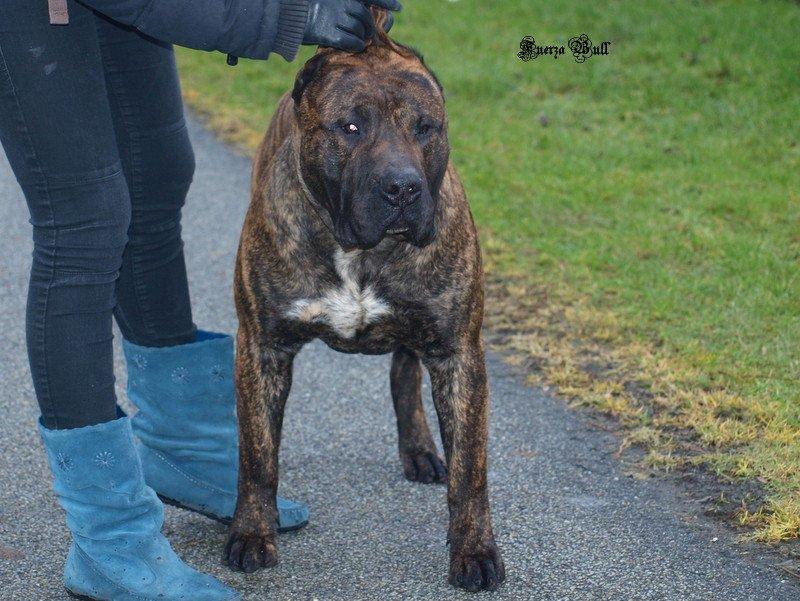 Dogo canario Rash Fuego de Volcanes - Bozo Fuego de Volcanes  billede 7