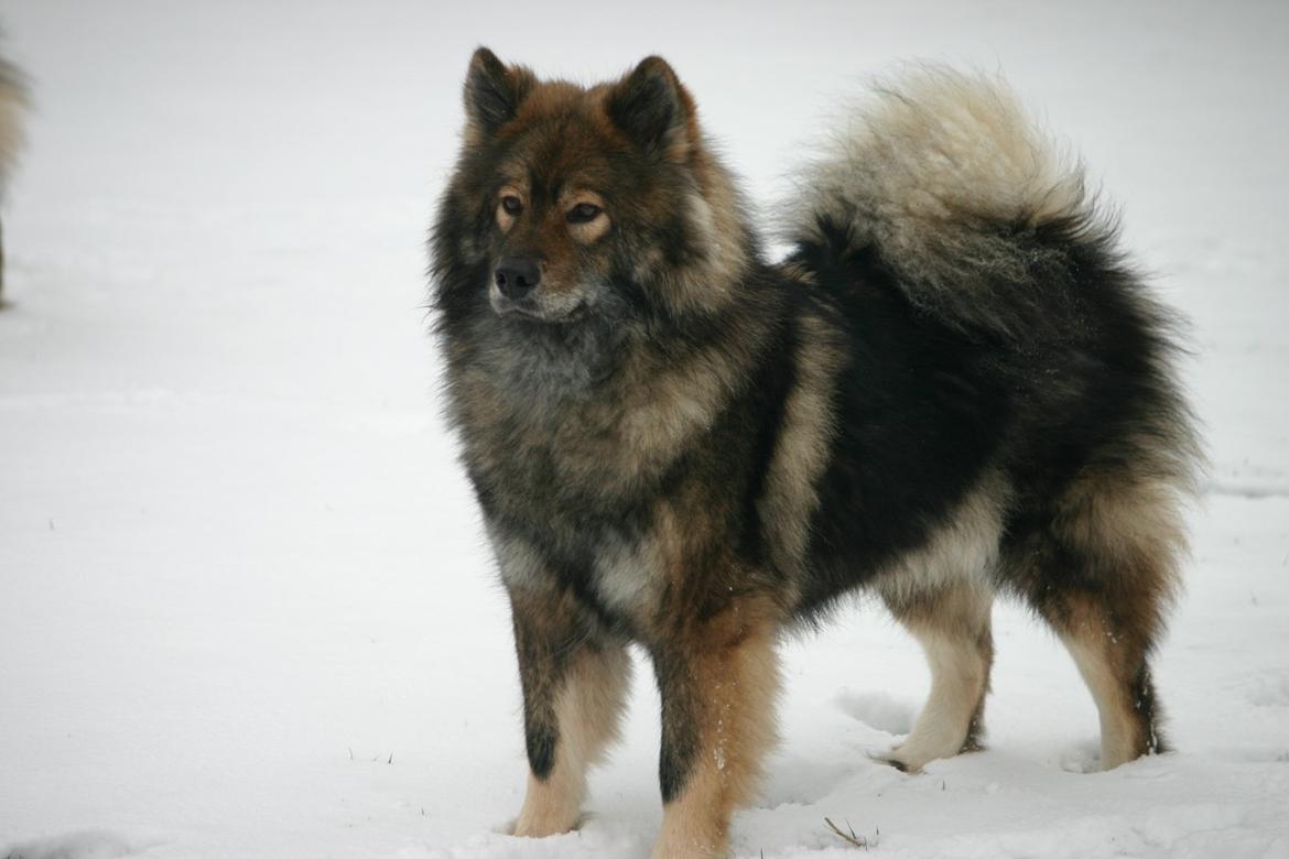Eurasier Skovagergaards Dorthea - Jeg nyder sneen i haven - januar 2013 billede 20