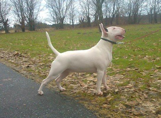 Bullterrier Amy - Amy 9 mdr gammel :) billede 26