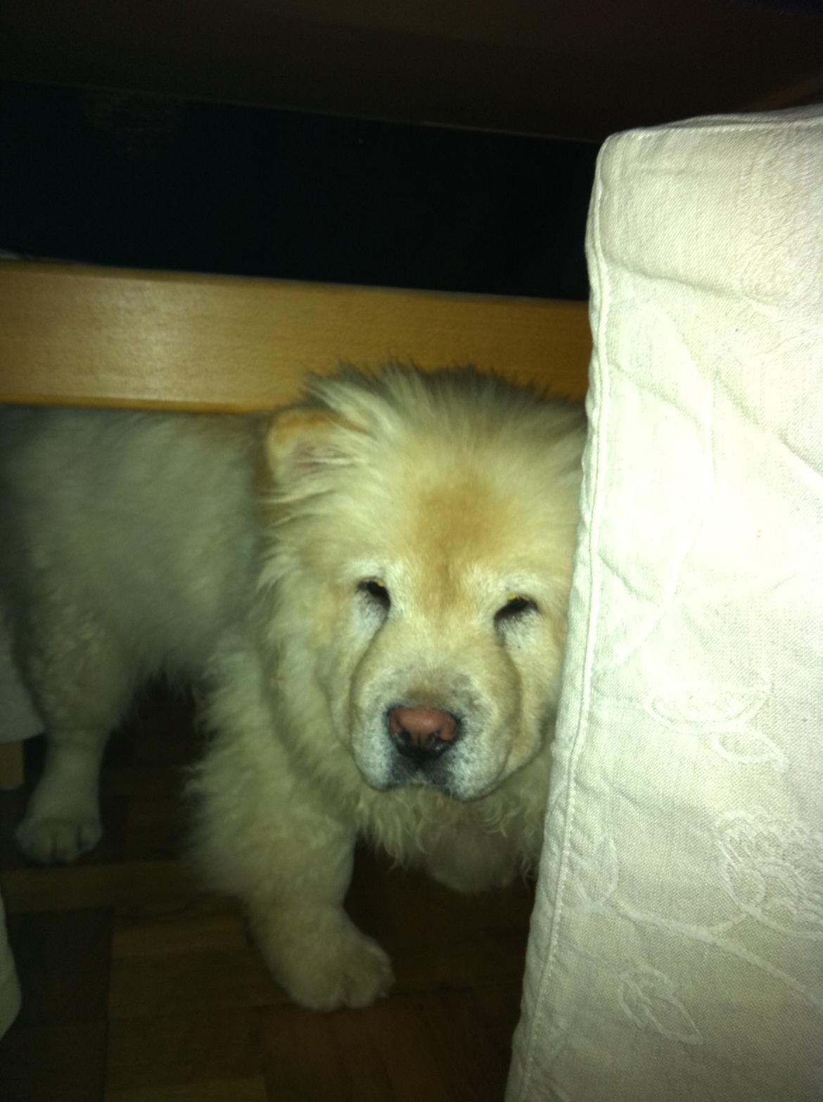 Chow chow Nala billede 1