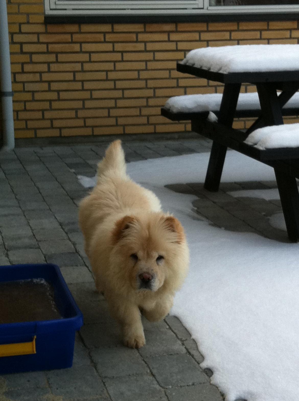 Chow chow Nala billede 2