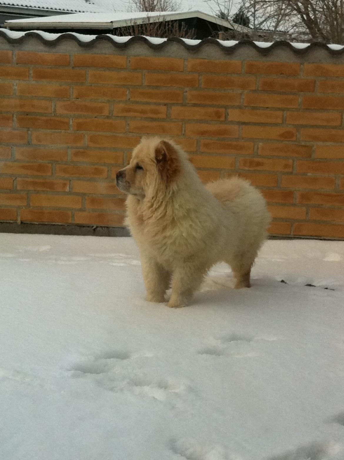 Chow chow Nala billede 3