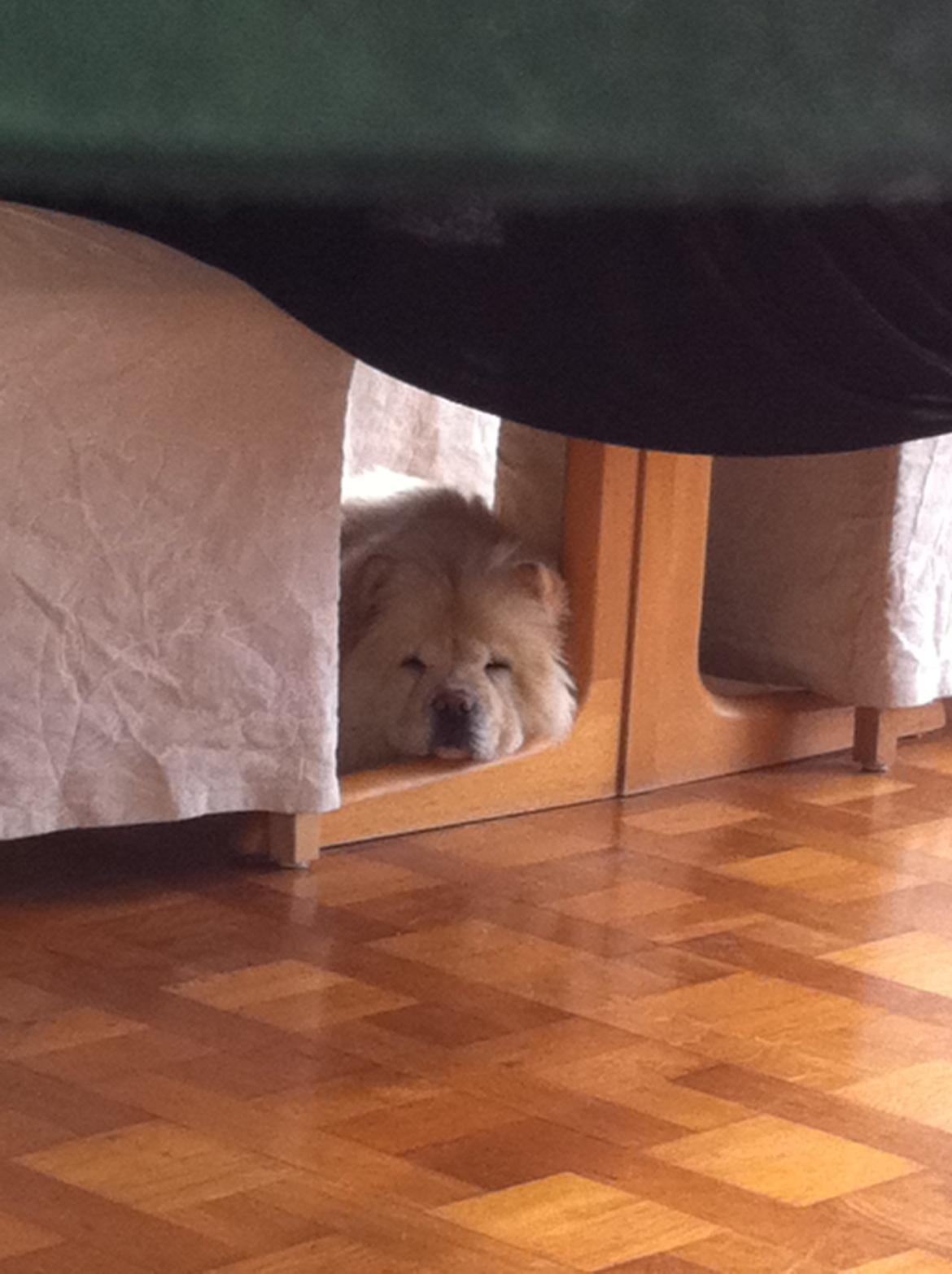 Chow chow Nala billede 4