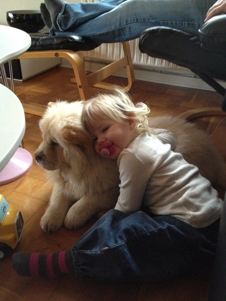 Chow chow Nala billede 5