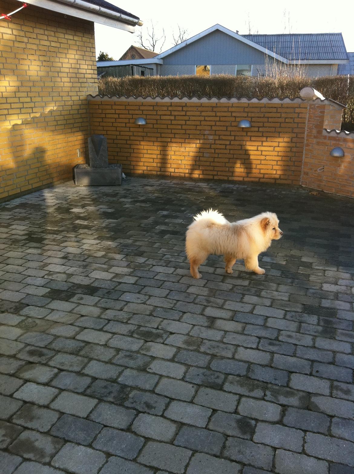 Chow chow Nala billede 6