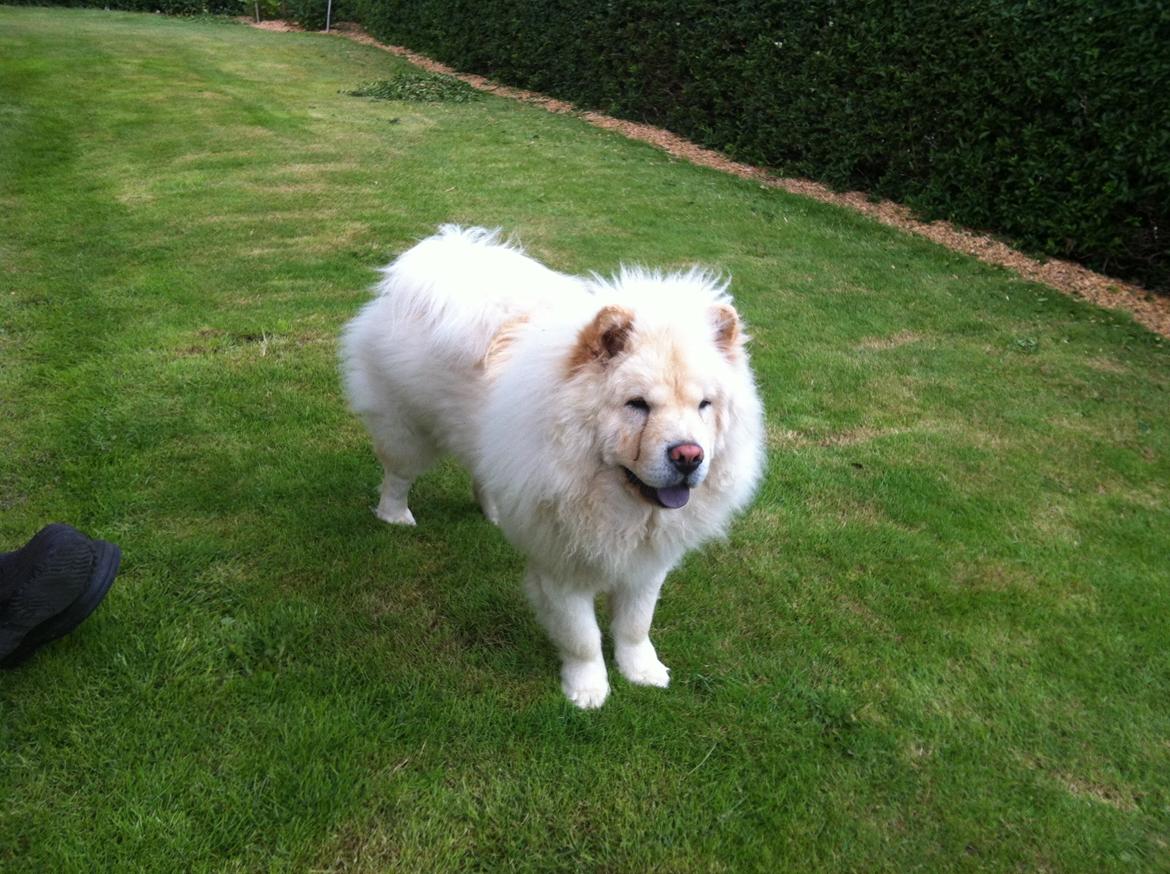 Chow chow Nala billede 7