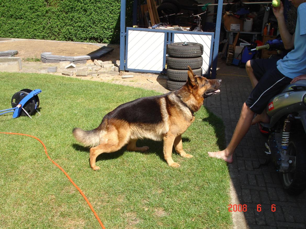 Schæferhund Studsdal Rambo billede 2
