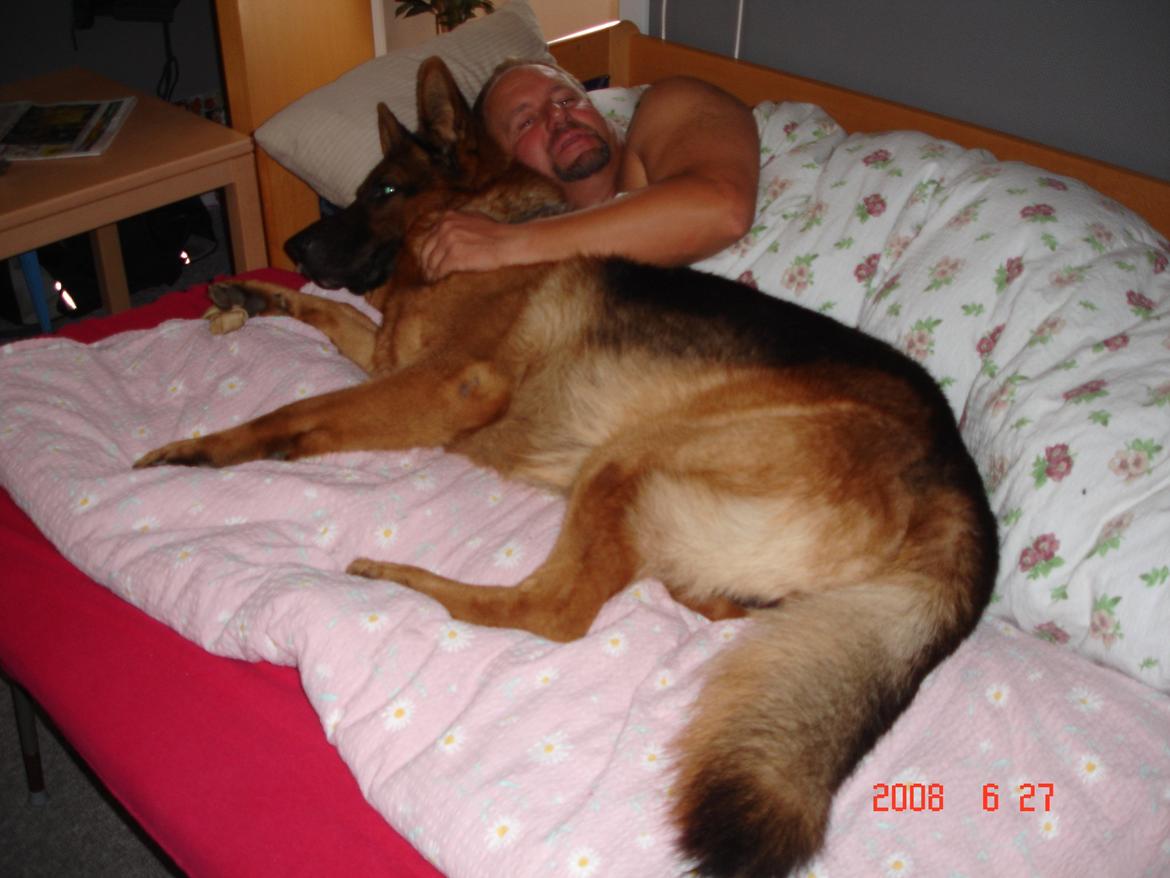 Schæferhund Studsdal Rambo billede 6