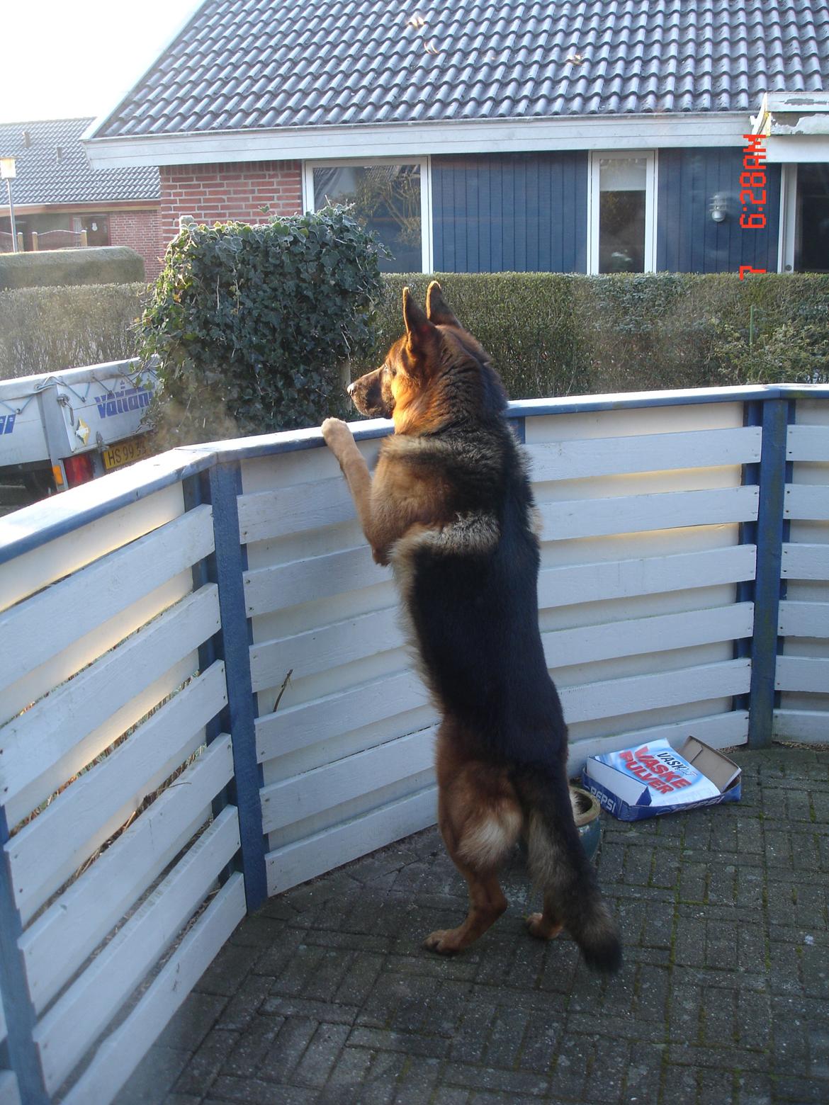 Schæferhund Studsdal Rambo billede 5