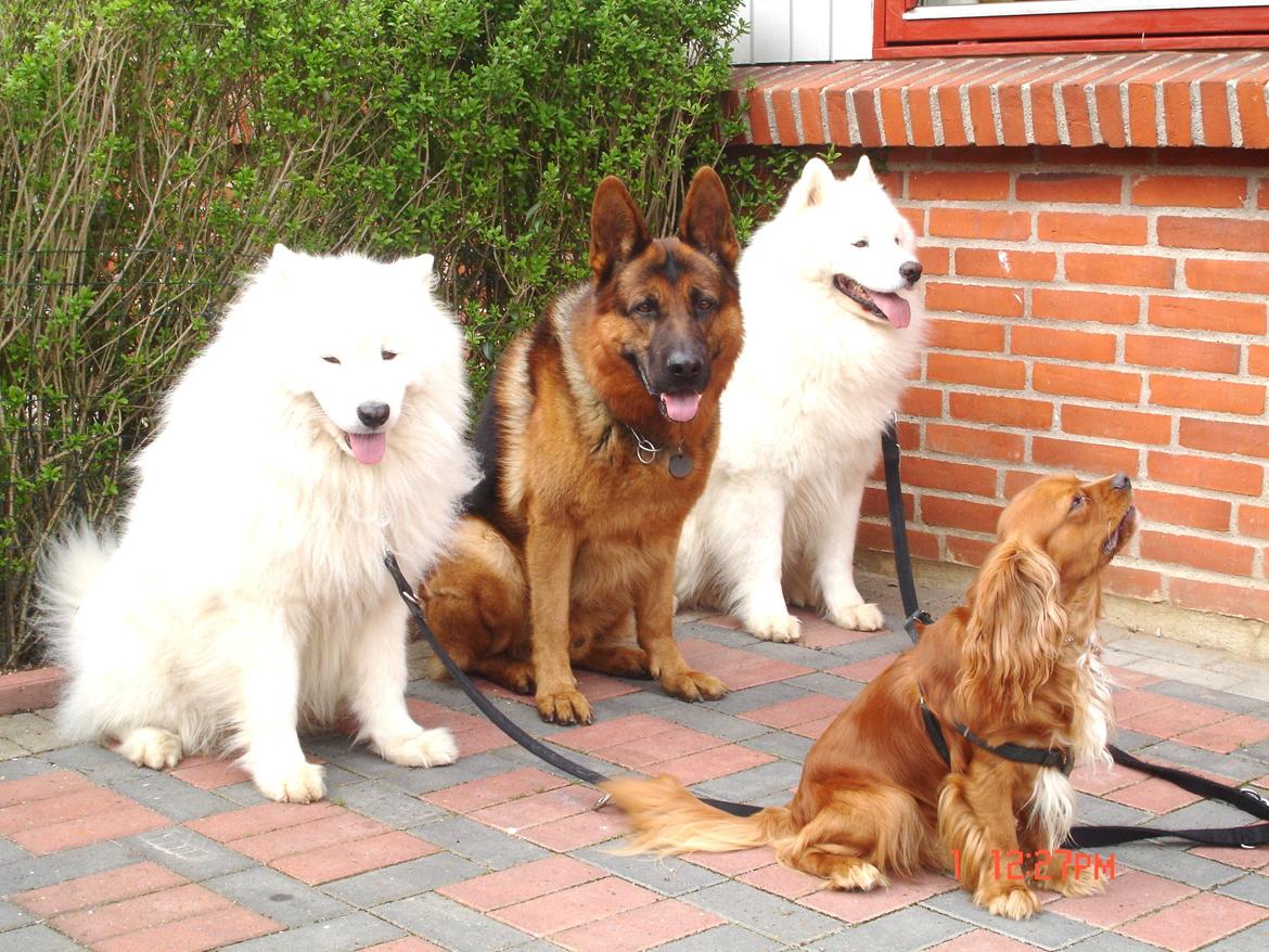 Schæferhund Studsdal Rambo - Rambo og hans gode venner, Charlie, Limbo og Dancer billede 8