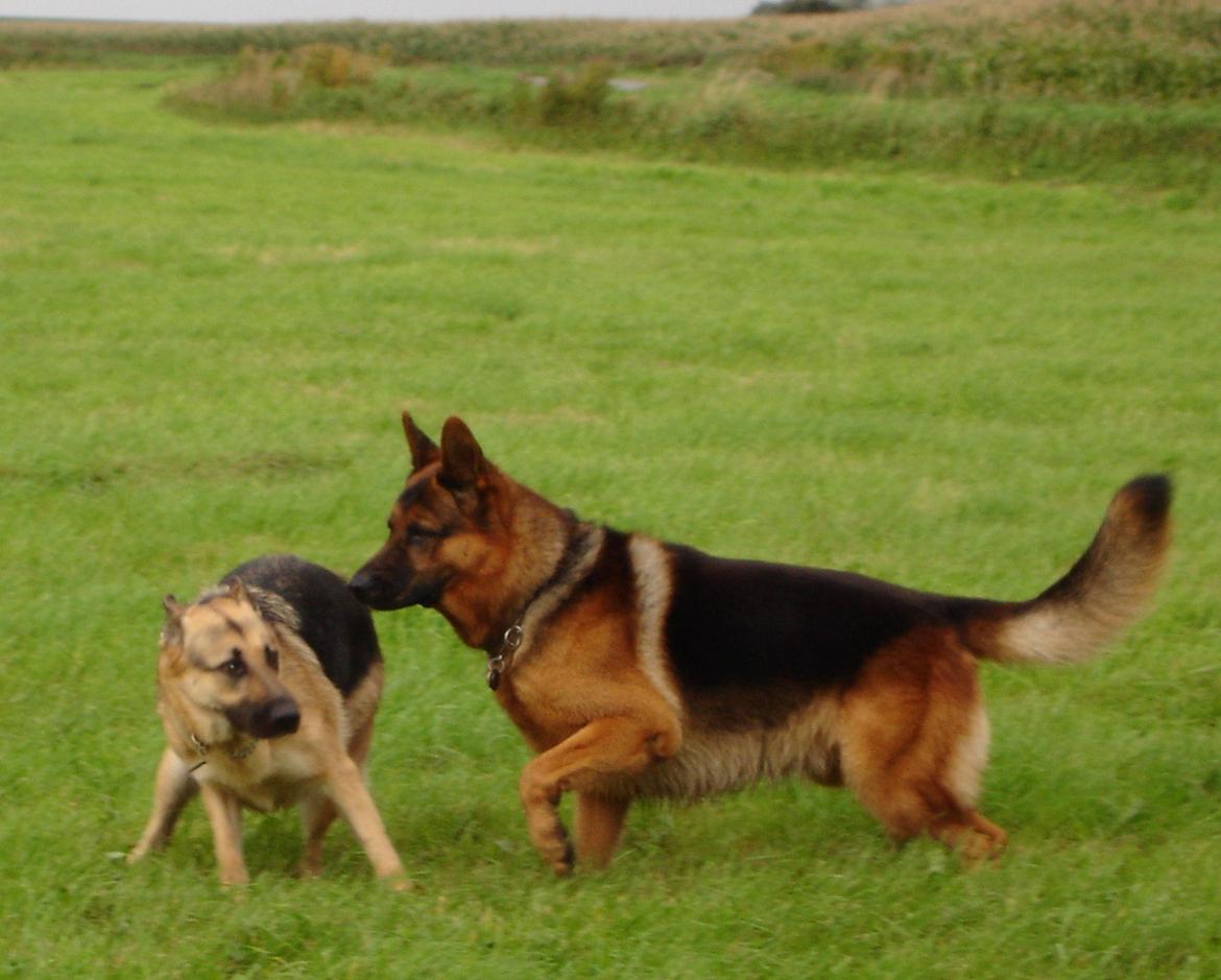 Schæferhund Studsdal Rambo billede 10