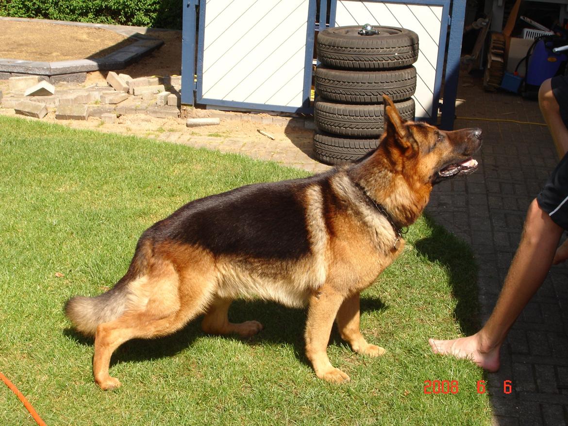 Schæferhund Studsdal Rambo billede 3