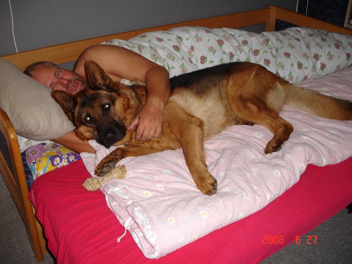 Schæferhund Studsdal Rambo billede 7