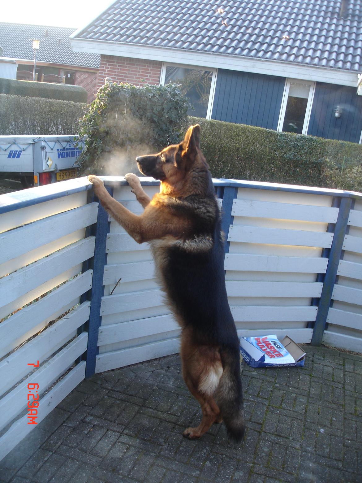 Schæferhund Studsdal Rambo - Hvad sker der ude på gaden ? billede 4