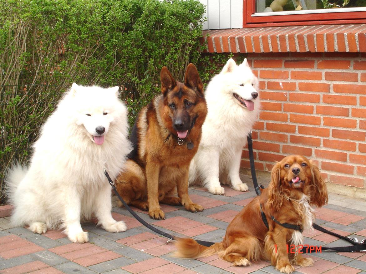 Schæferhund Studsdal Rambo billede 9