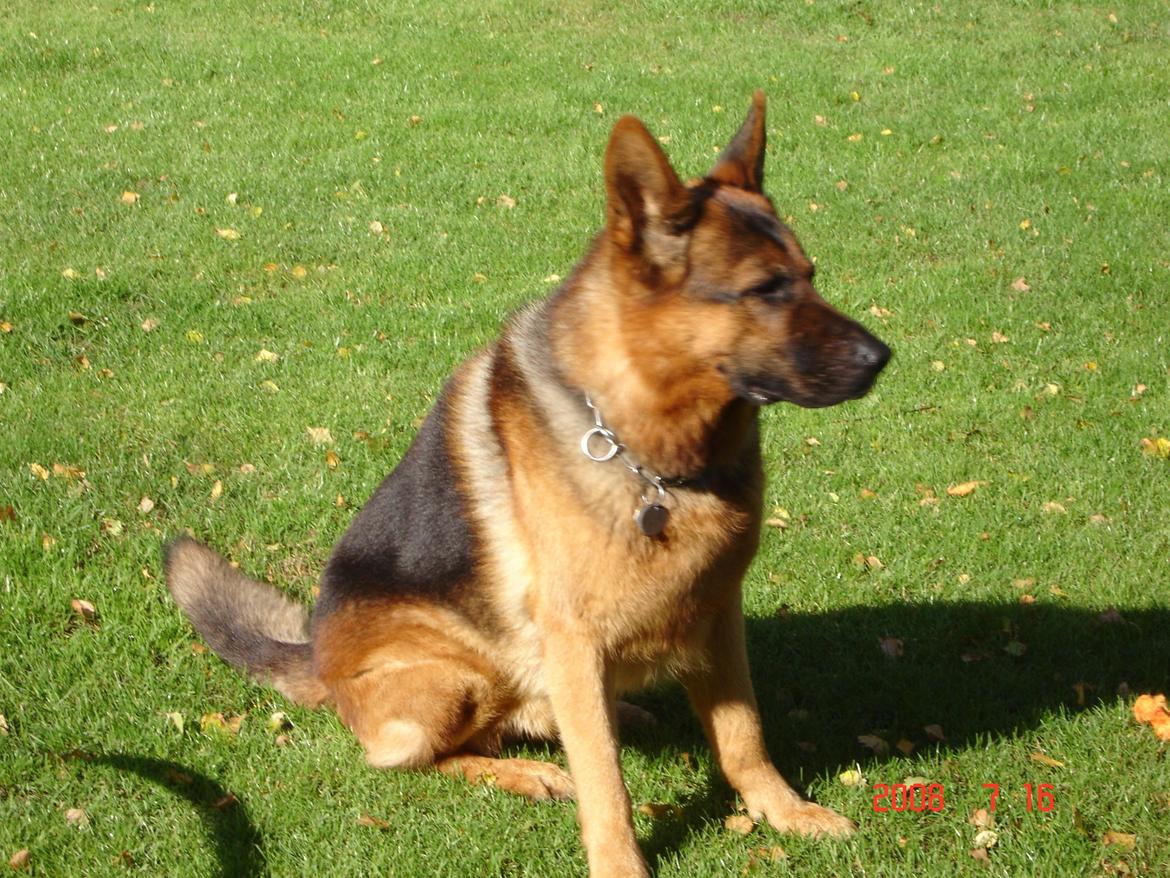 Schæferhund Studsdal Rambo billede 12