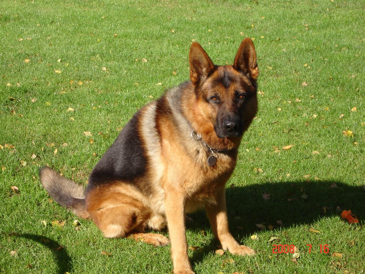 Schæferhund Studsdal Rambo billede 13