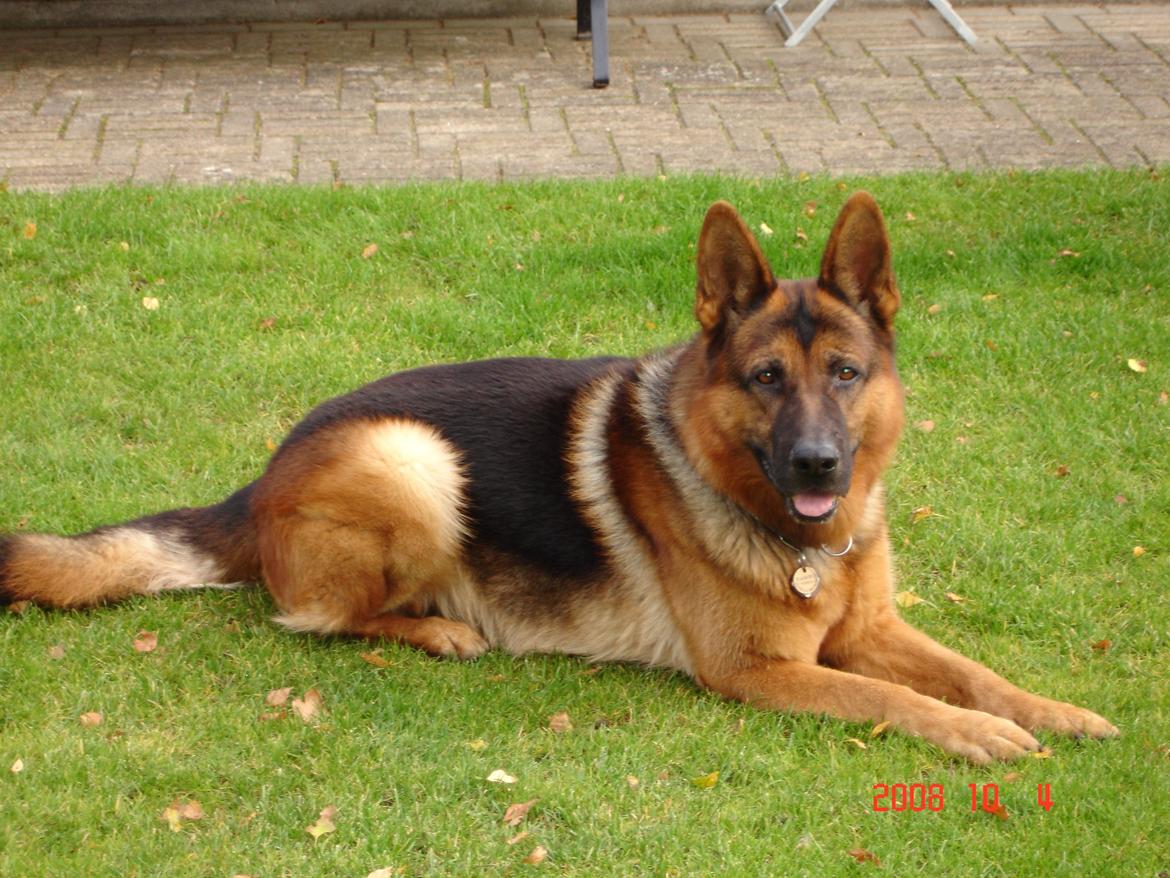 Schæferhund Studsdal Rambo billede 14