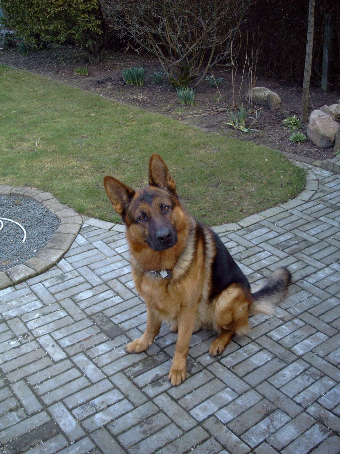 Schæferhund Studsdal Rambo billede 16