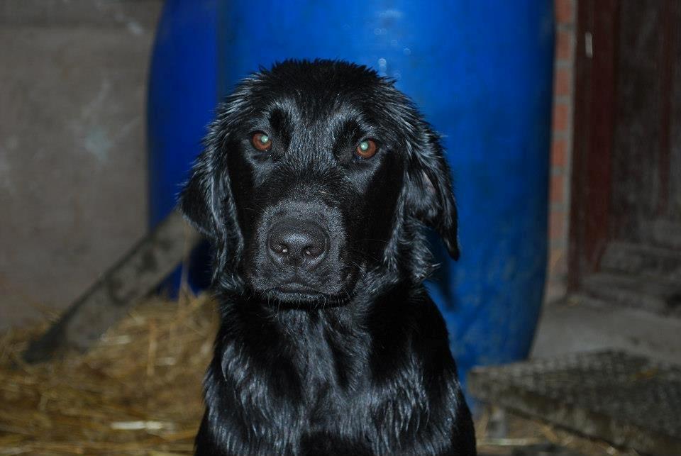 Labrador retriever Hillsbrook Katie billede 1