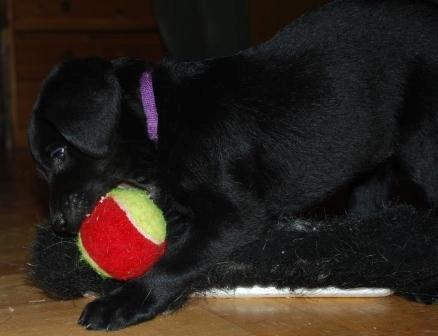 Labrador retriever Hillsbrook Katie billede 2