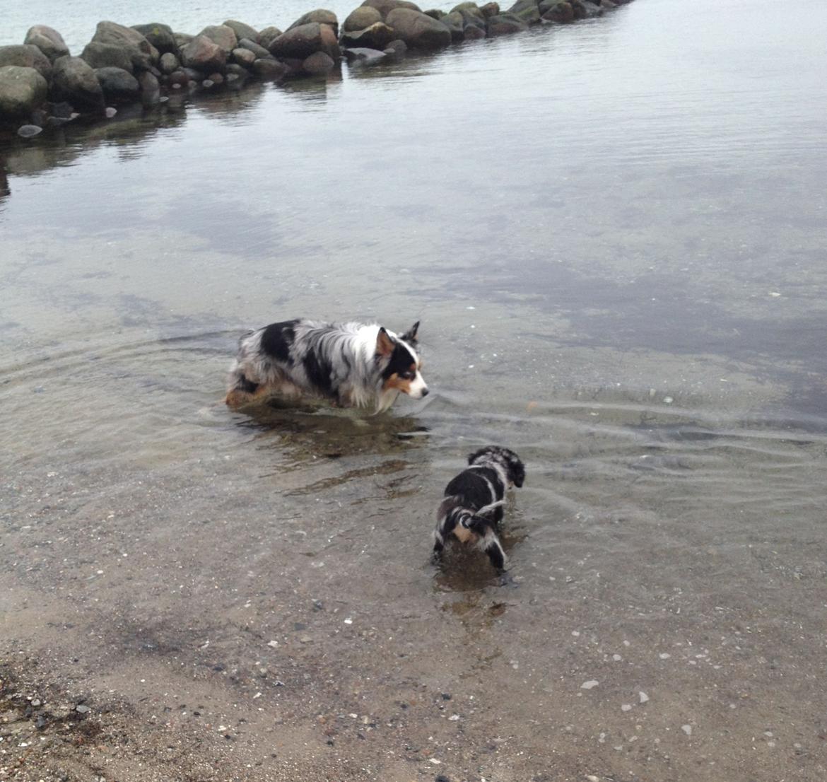 Blanding af racer Merci 6 år <3 - 12 uger gammel på stranden for 2 gang, kommende vandhund! billede 8